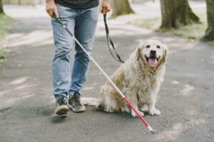 Cane guida robotico quattro zampe