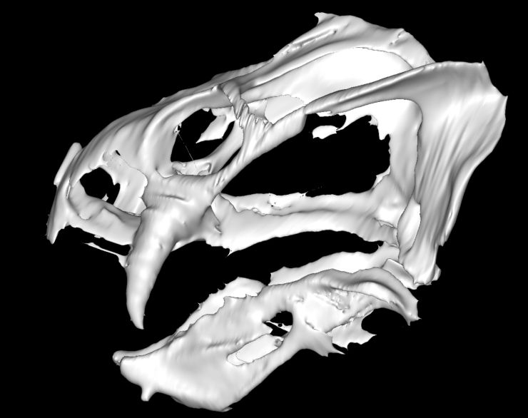 Cranio di Gordonia traquairi (Università di Edinburgo)