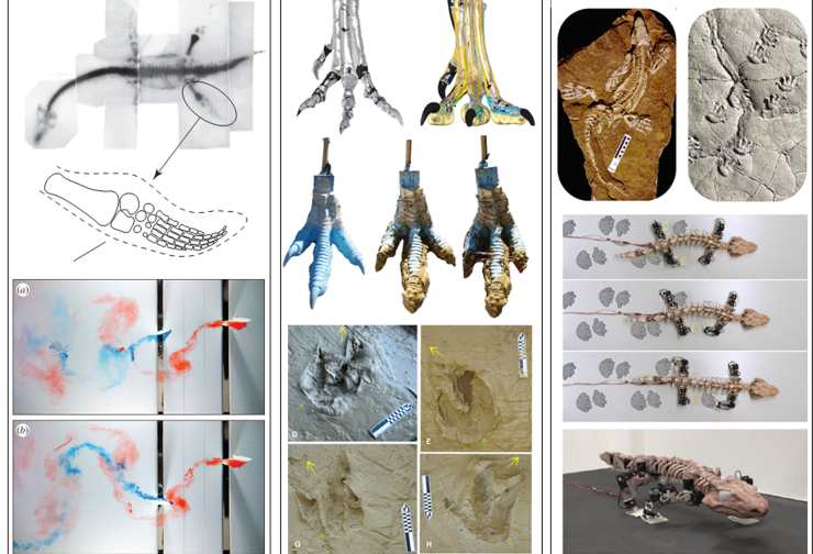 Esempi di ricerche che combinano paleontologia, biologia e robotica (Hishida et al., 2024)