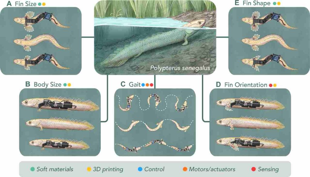 Ipotetici esperimenti che possono svolgere i paleo-robot (Hishida et al., 2024)