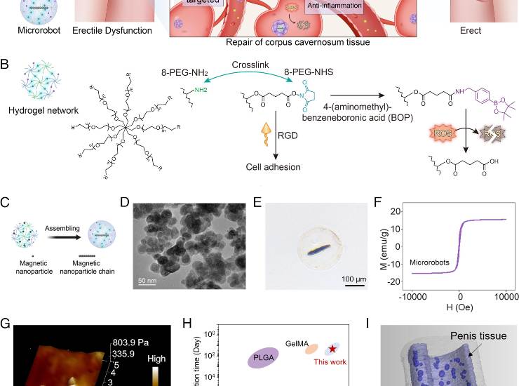 Applicazione dei microrobot (PNAS foto)