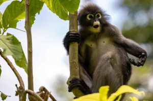 Un gibbone in natura