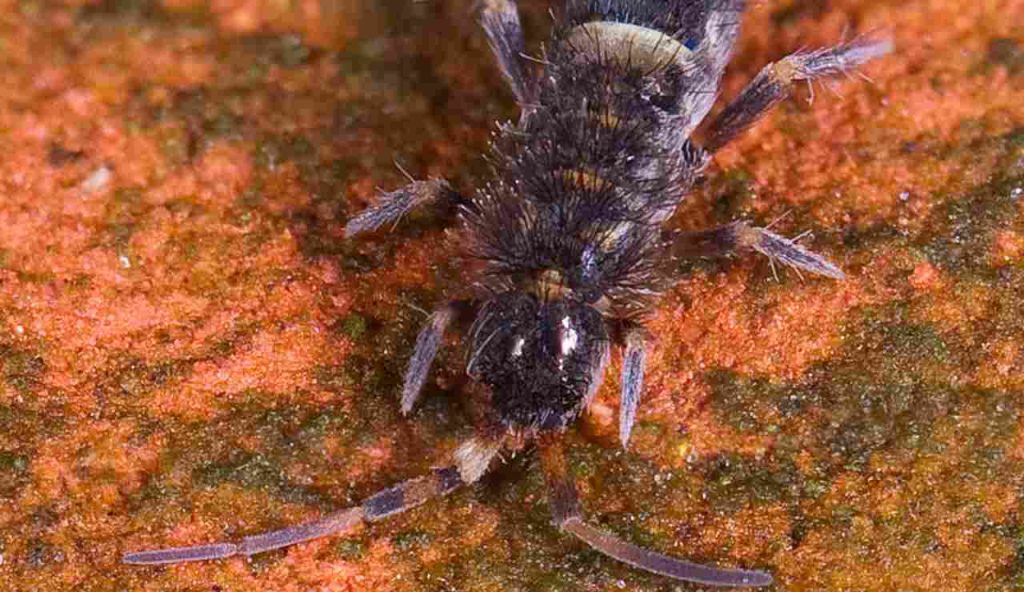 Illustrazione di un individuo di Orchesella cincta (Wikipedia Mvuijlst FOTO) - www.systemscue.it